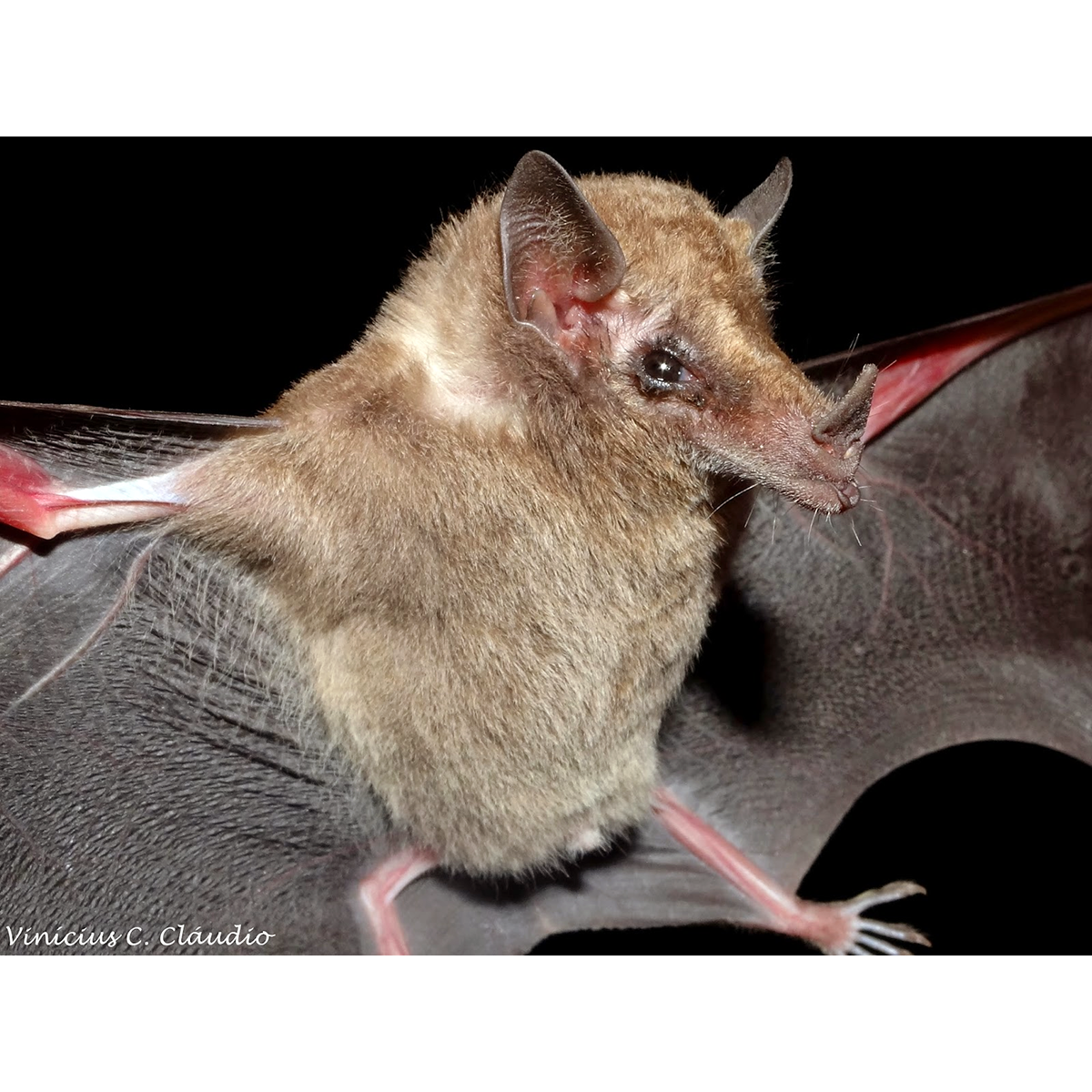 Vieira's long-tongued bat (Xeronycteris vieirai) Фото №1