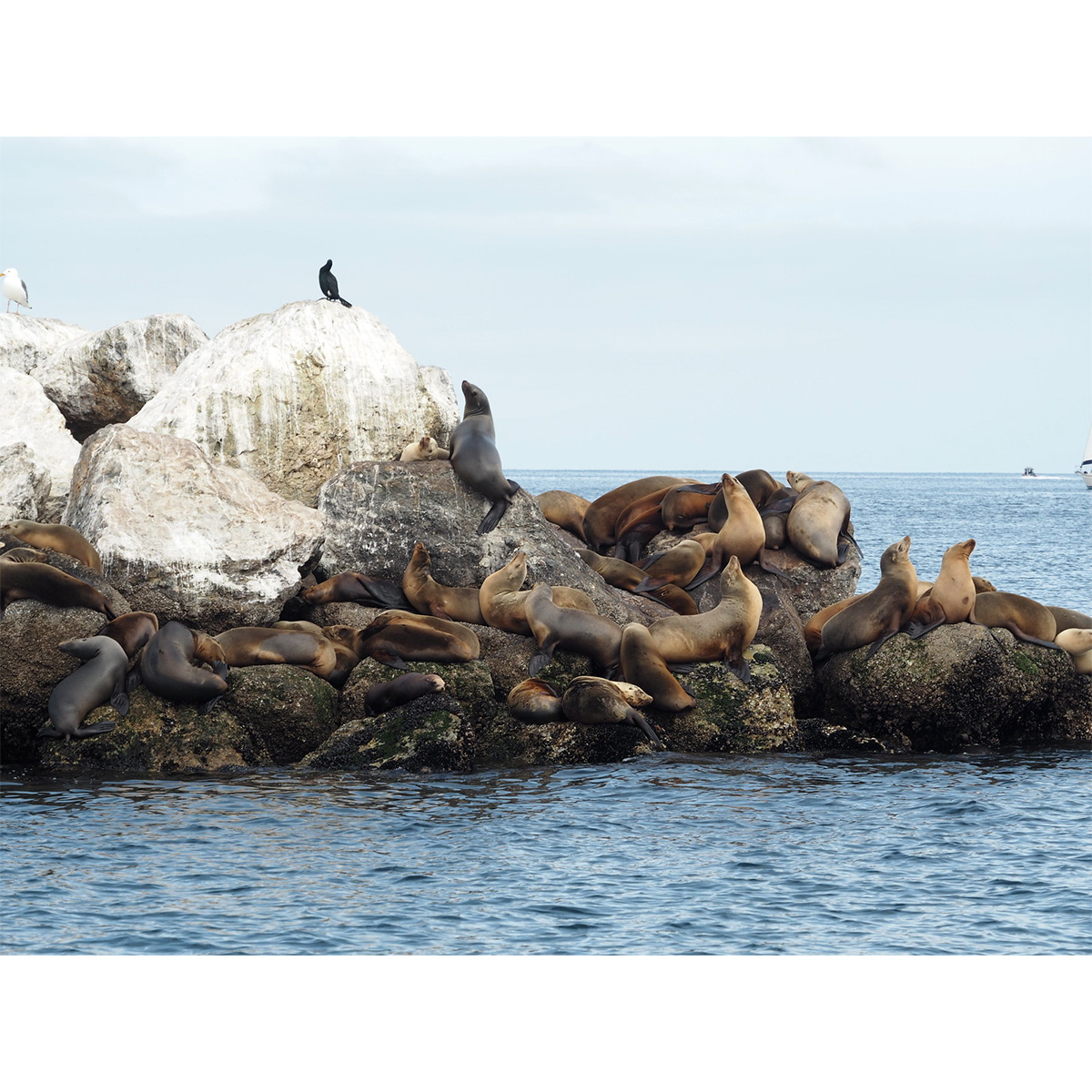 Калифорнийский морской лев (Zalophus californianus) Фото №7