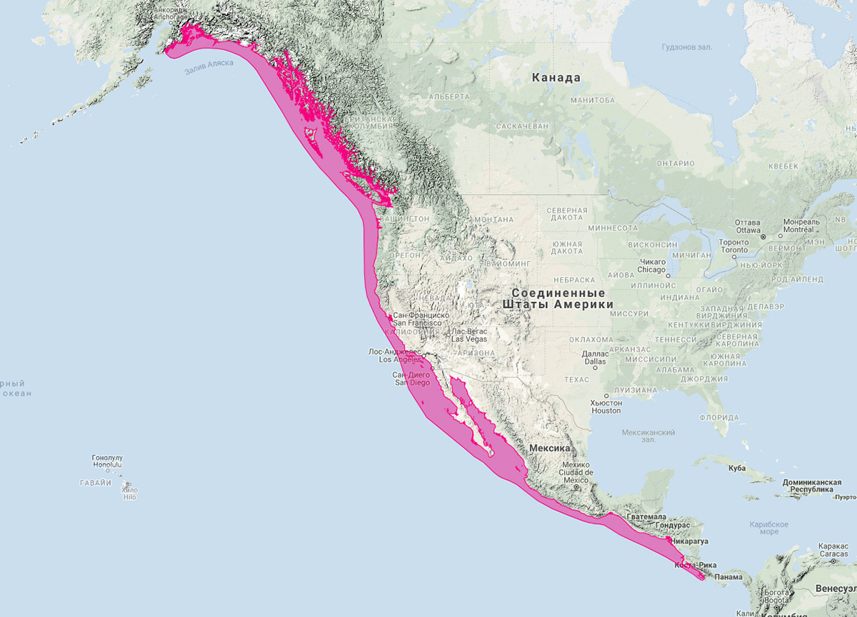 Калифорнийский морской лев (Zalophus californianus) Ареал обитания на карте