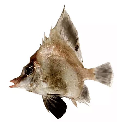 Род Полосатые рыбы-кабаны фото