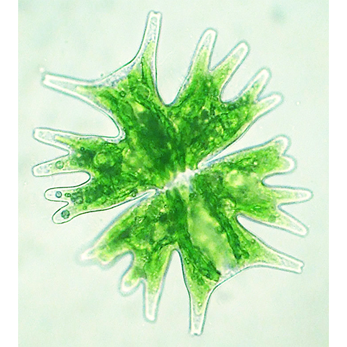 Отряд Зигнемовые водоросли фото