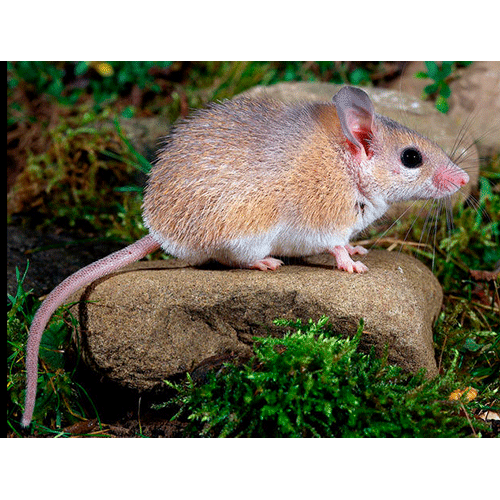 Род Иглистые мыши / Акомисы  фото