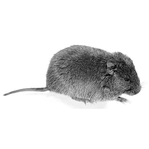 Род Крысиные восьмизубы  фото
