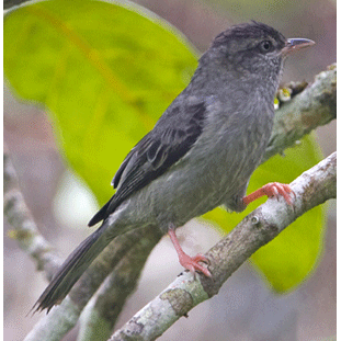 Род Acrobatornis  фото