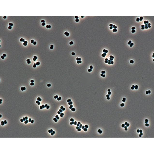 Тип Актинобактерии фото