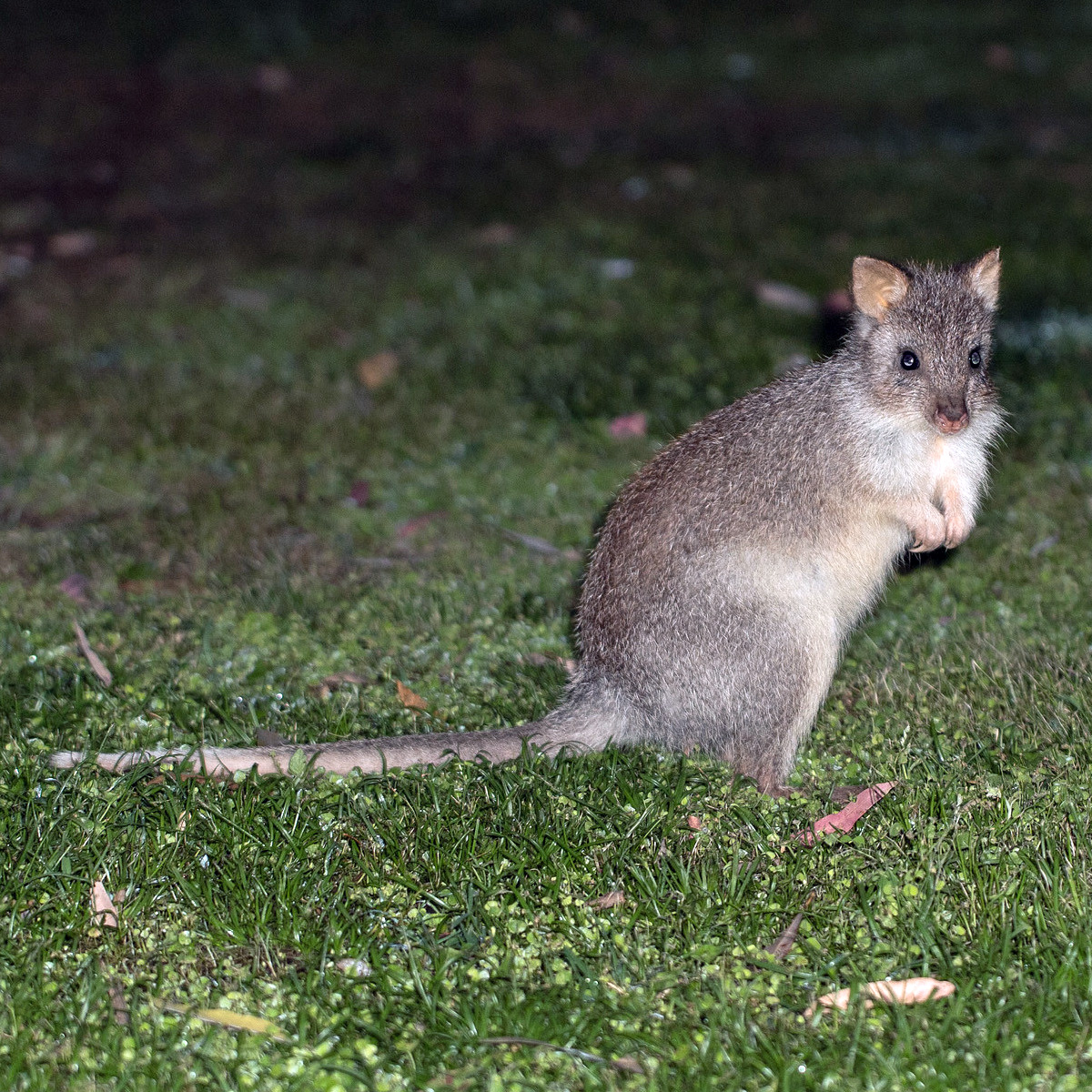 Rat kangaroo фото