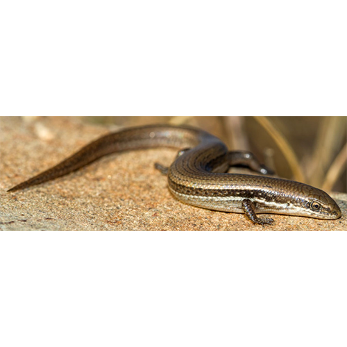  Род Африканские змееголовые сцинки  фото