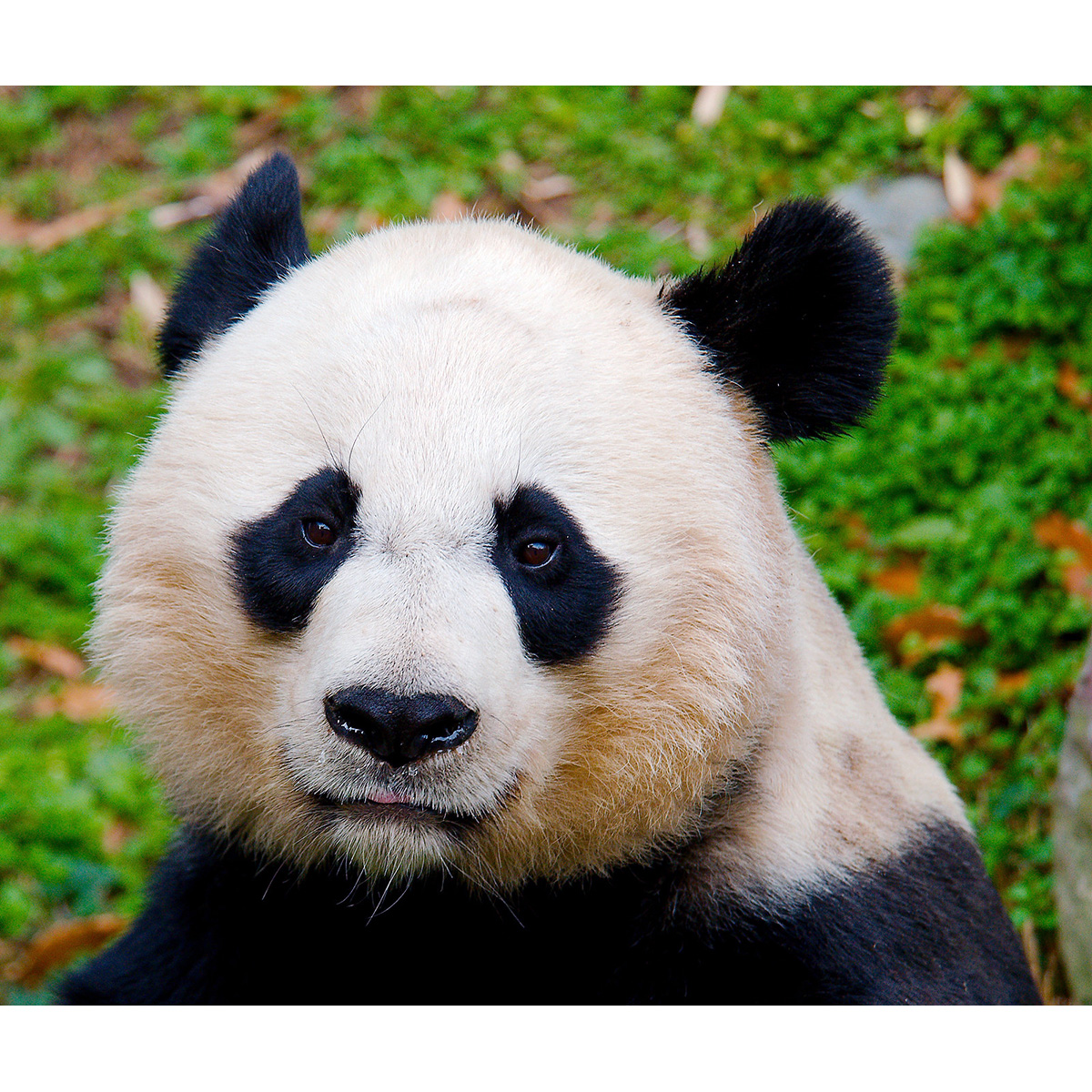Большая панда (Ailuropoda melanoleuca) Фото №10