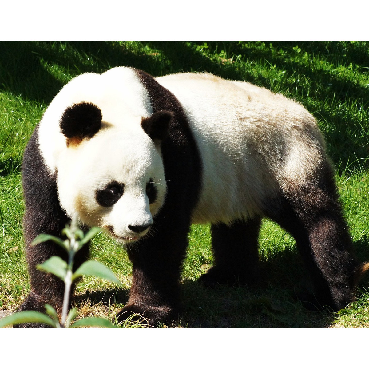 Большая панда (Ailuropoda melanoleuca) Фото №2
