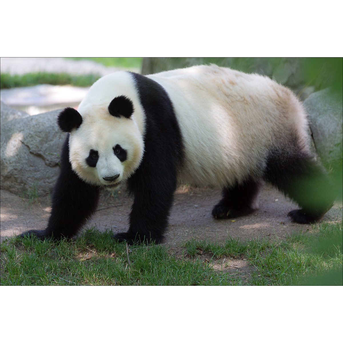 Большая панда (Ailuropoda melanoleuca) Фото №3