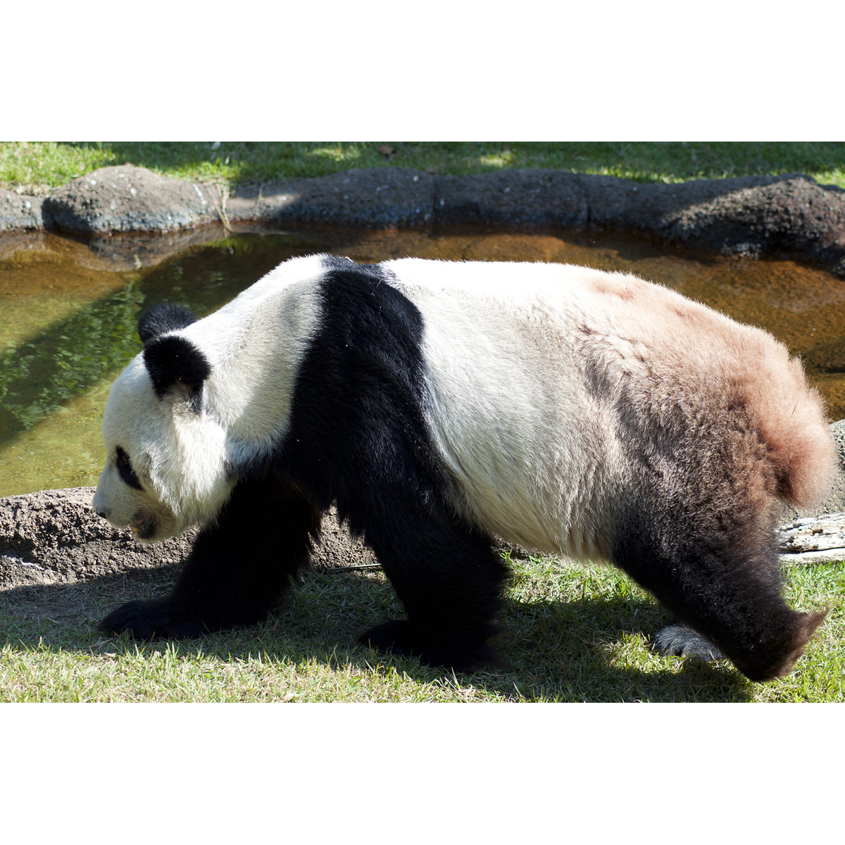 Большая панда (Ailuropoda melanoleuca) Фото №4