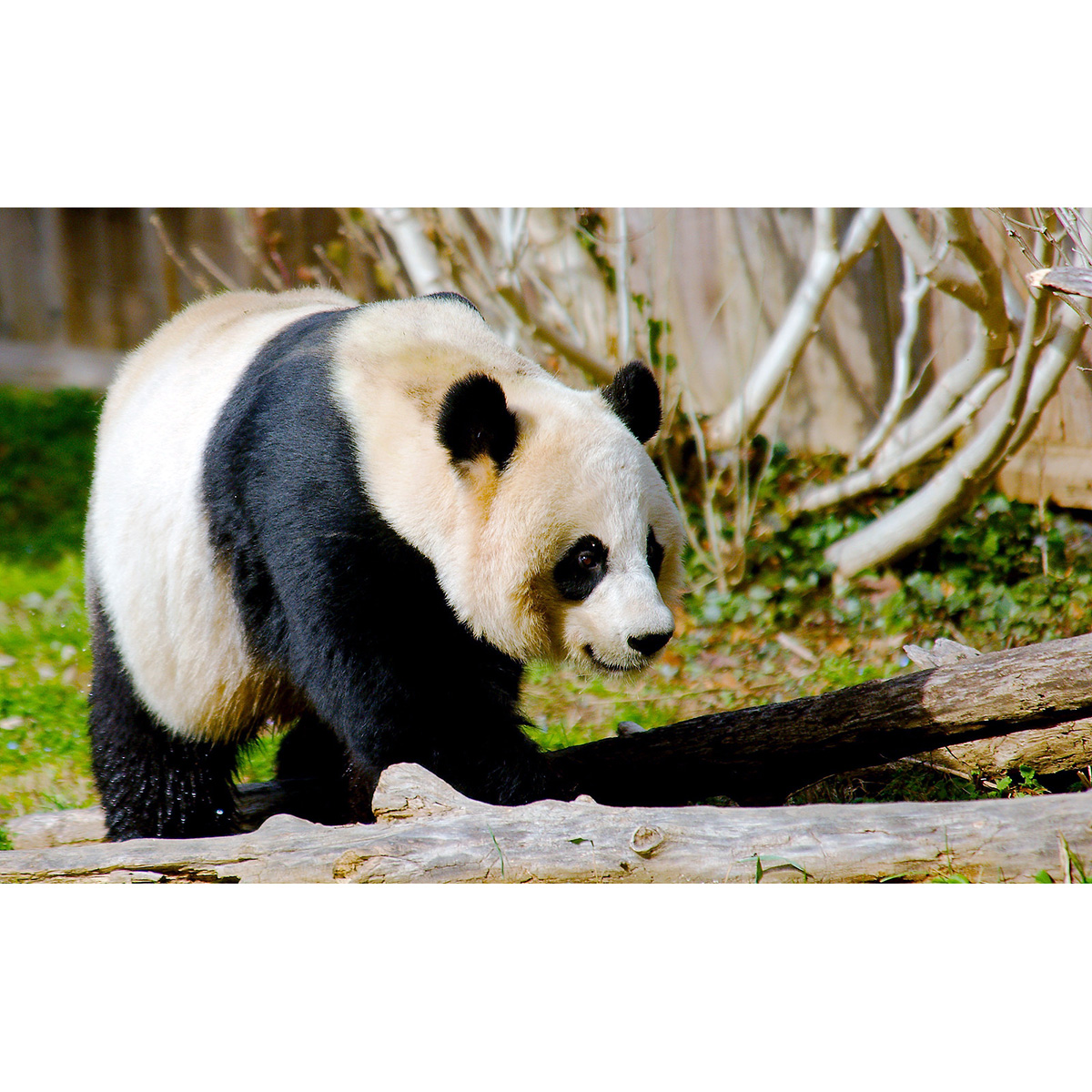 Большая панда (Ailuropoda melanoleuca) Фото №5