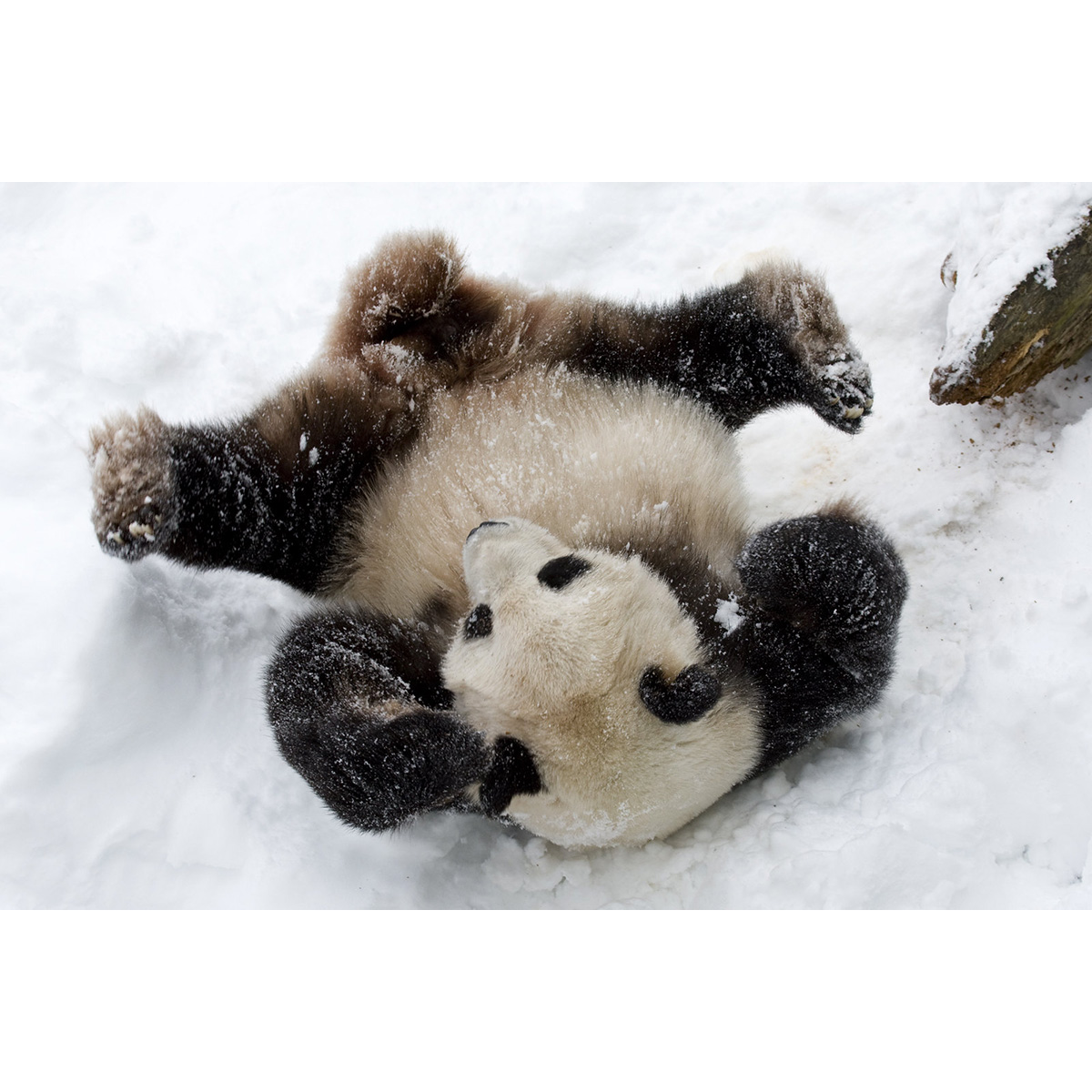 Большая панда (Ailuropoda melanoleuca) Фото №6