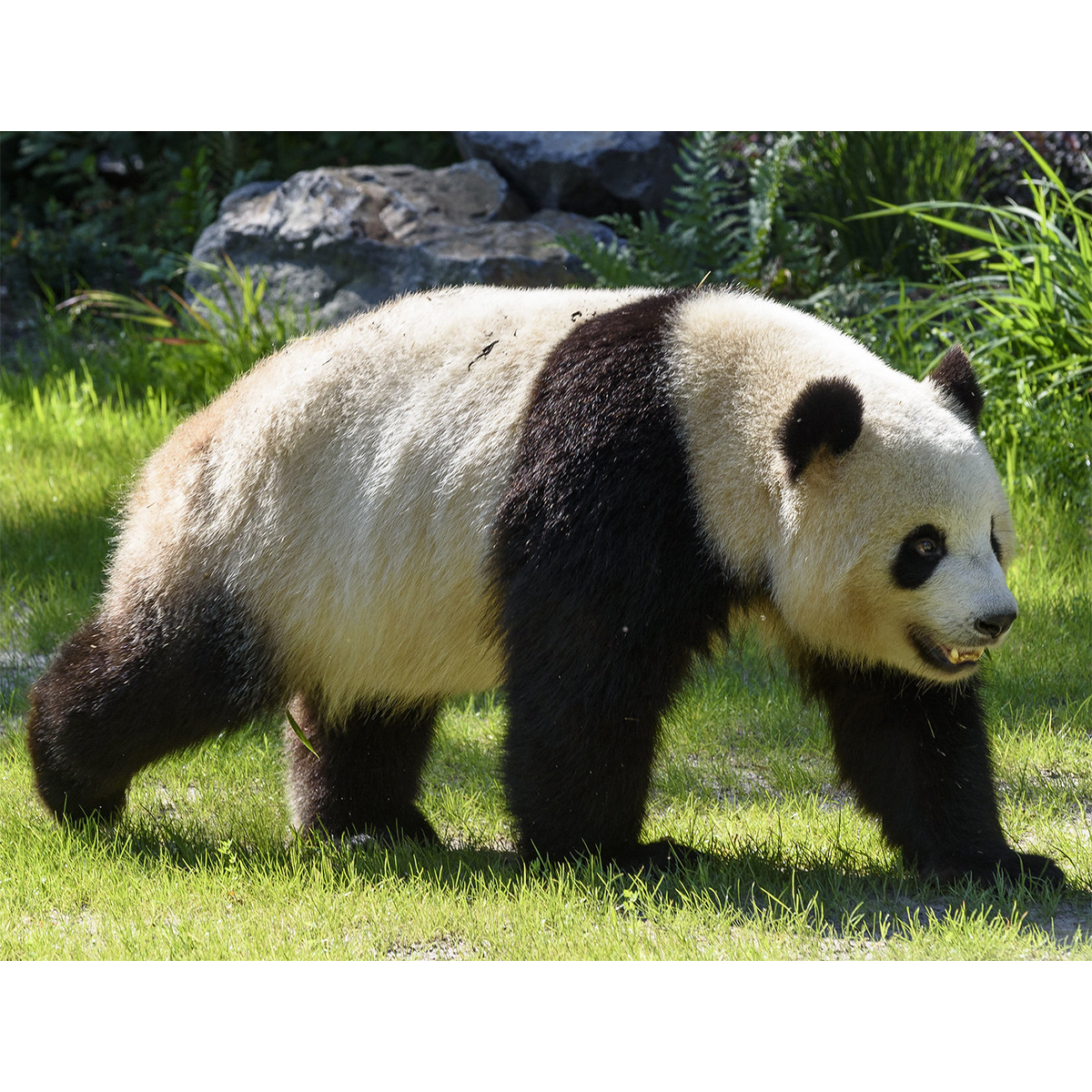 Большая панда (Ailuropoda melanoleuca) Фото №1