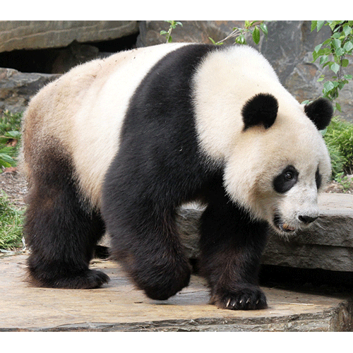 Род Большие панды  фото