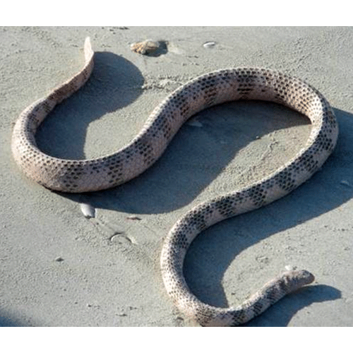  Род Оливковые морские змеи  фото