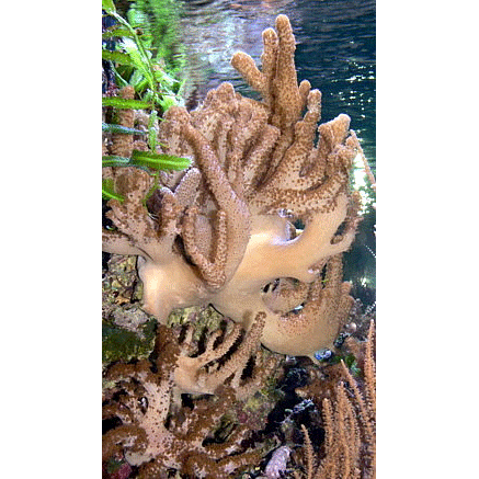 Отряд Альционарии / Мягкие кораллы фото