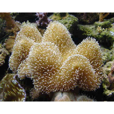 Семейство Мясистые кораллы  фото