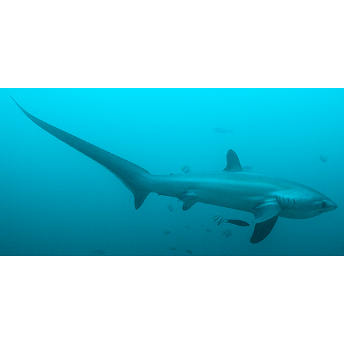  Род Лисьи акулы / Морские лисицы  фото