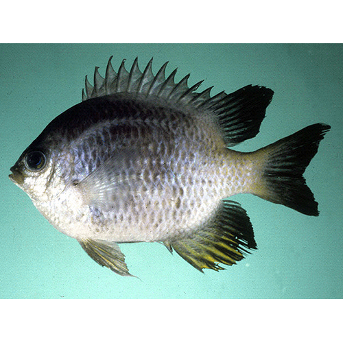 Род Высокотелые рыбы-ласточки / Амблиглифидодоны фото