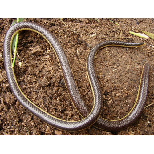  Род Африканские белогубые змеи  фото