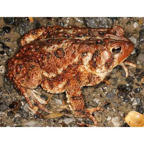  Род Американские жабы  фото