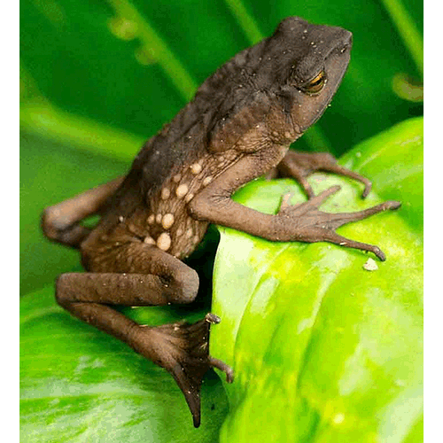 Род Андские жабы  фото