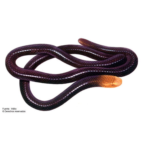 Семейство Американские червеобразные змеи фото