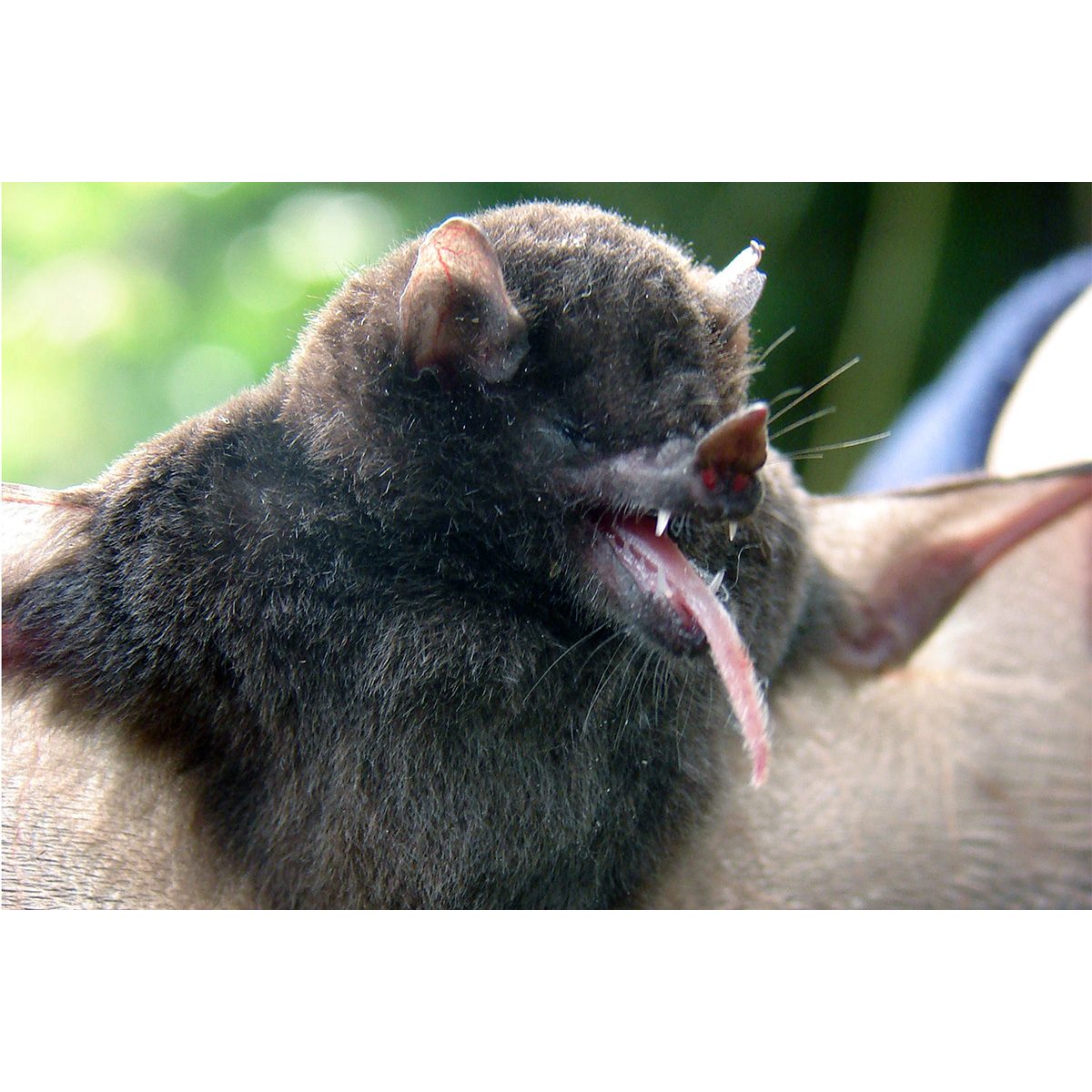 Equatorial tailless bat (Anoura aequatoris) Фото №2