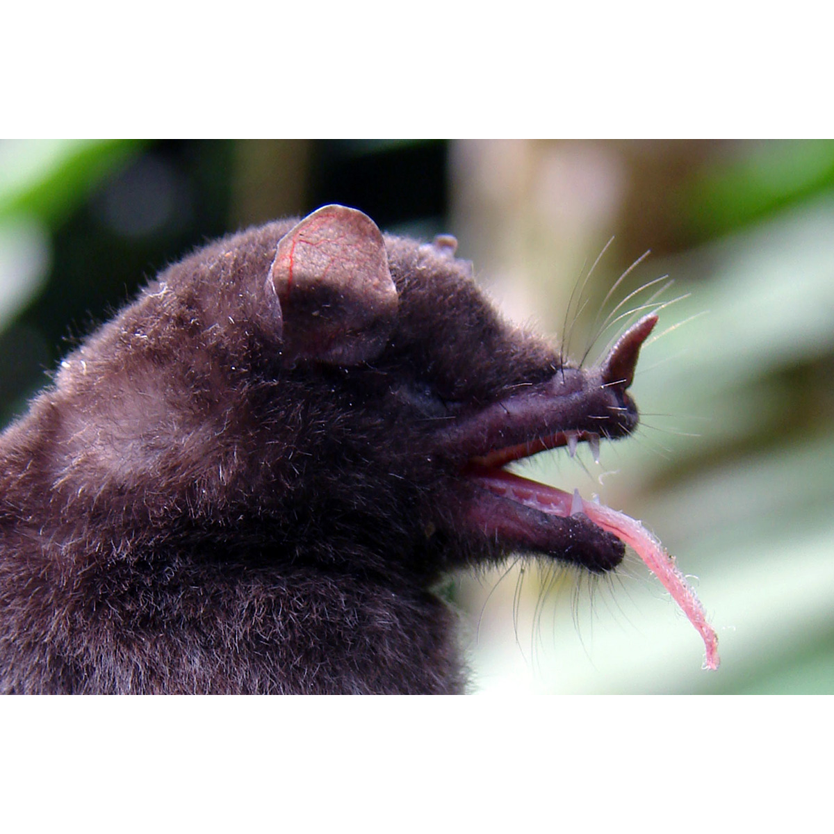 Equatorial tailless bat (Anoura aequatoris) Фото №3