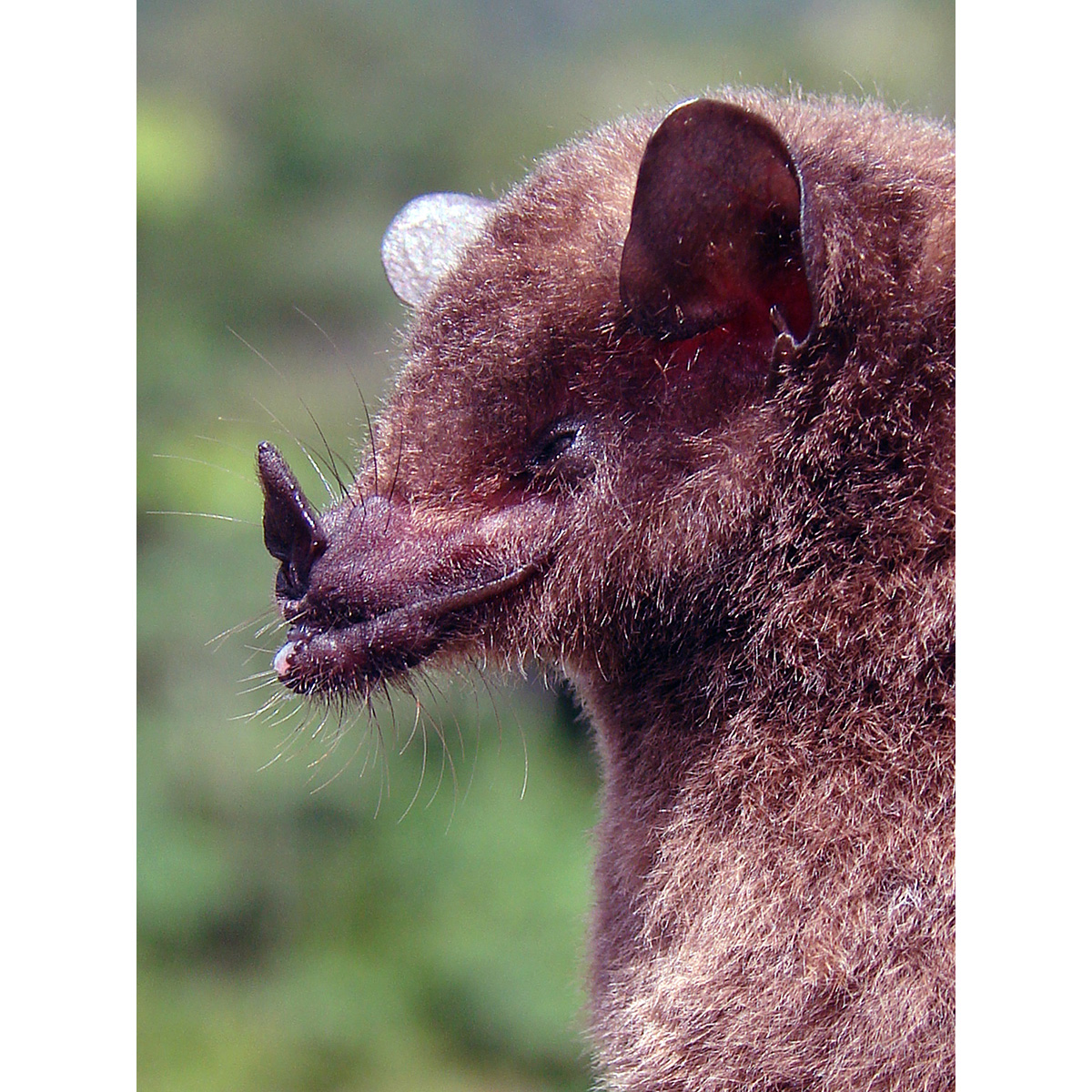 Equatorial tailless bat (Anoura aequatoris) Фото №4