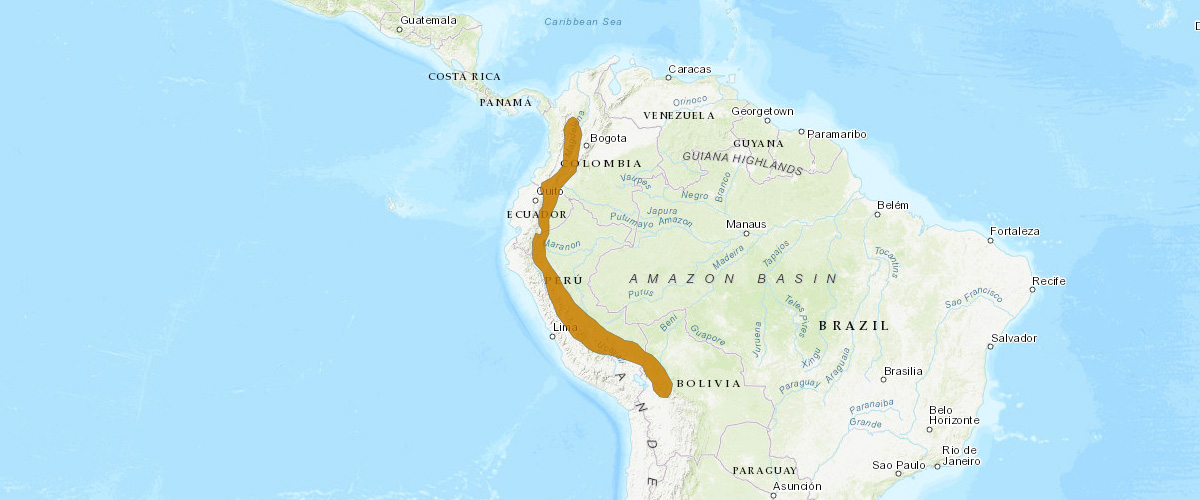 Equatorial tailless bat (Anoura aequatoris) Ареал обитания на карте