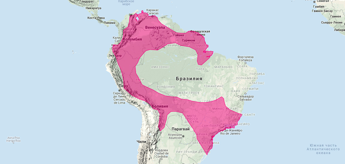 Хвостатый длиннонос (Anoura caudifer) Ареал обитания на карте
