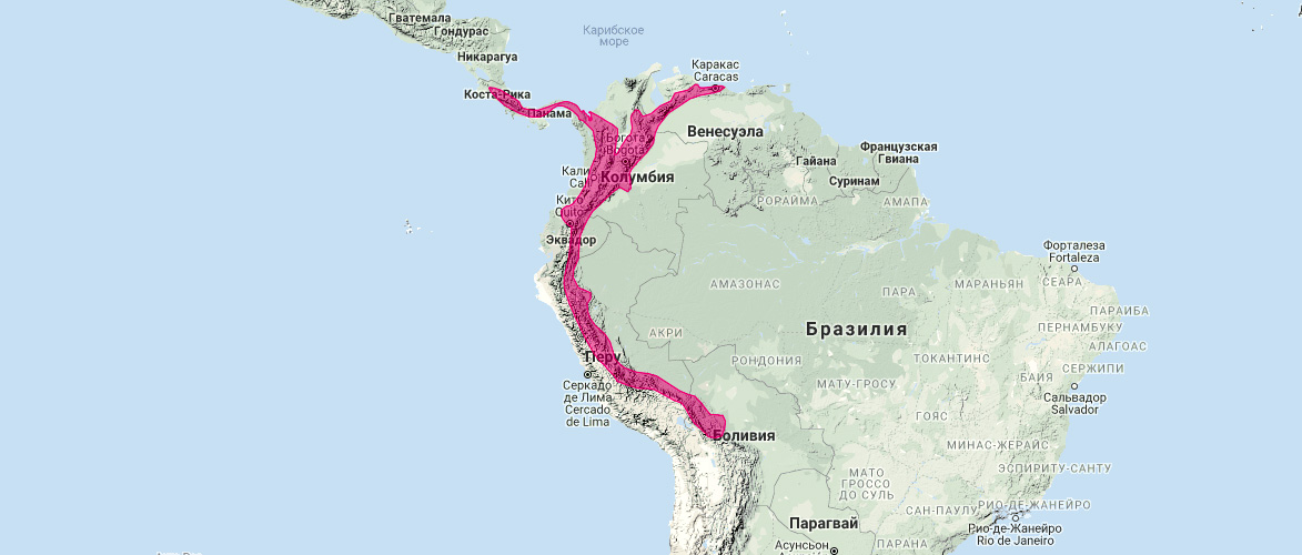 Панамский длиннонос (Anoura cultrata) Ареал обитания на карте