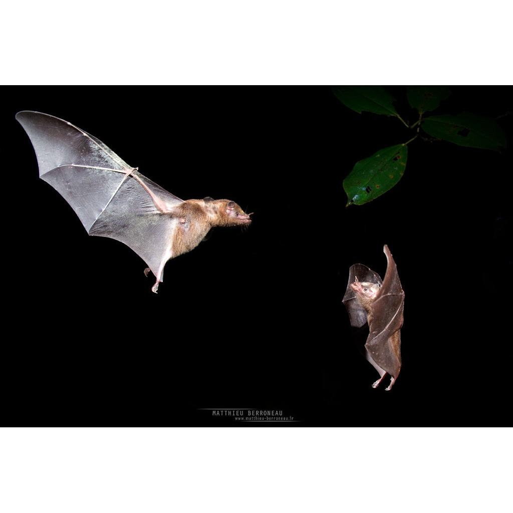 Tube-lipped Nectar Bat (Anoura fistulata) Фото №2