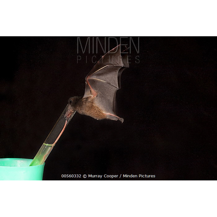 Tube-lipped Nectar Bat (Anoura fistulata) Фото №4