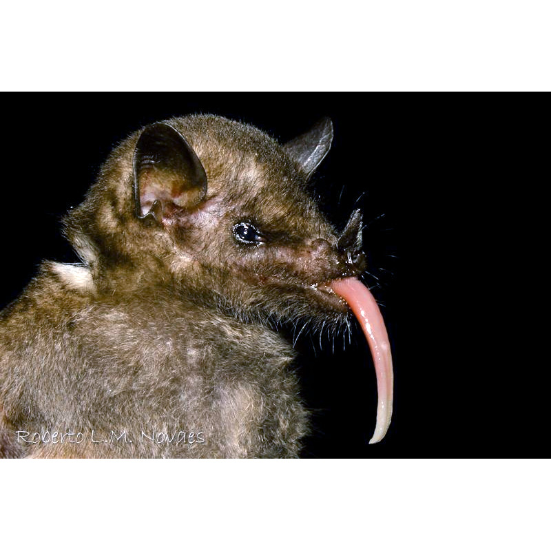 Tube-lipped Nectar Bat (Anoura fistulata) Фото №5