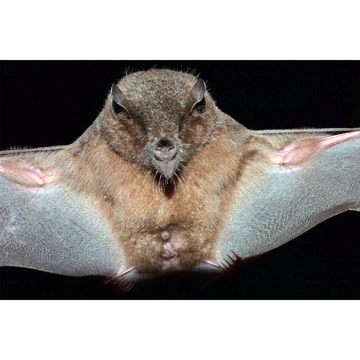 Tube-lipped Nectar Bat (Anoura fistulata) Фото №6
