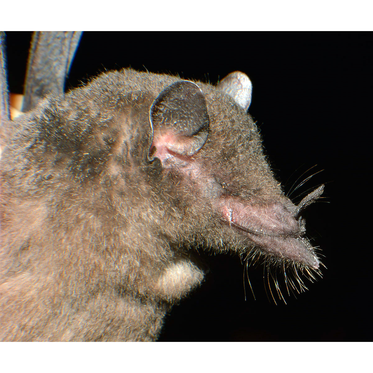 Tube-lipped Nectar Bat (Anoura fistulata) Фото №7
