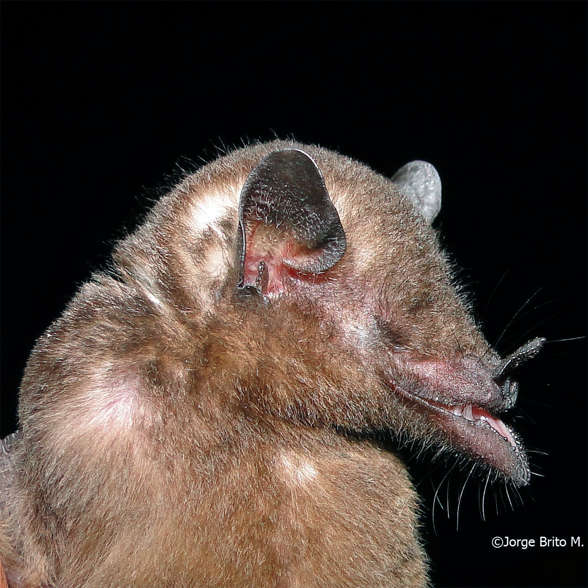 Tube-lipped Nectar Bat (Anoura fistulata) Фото №8