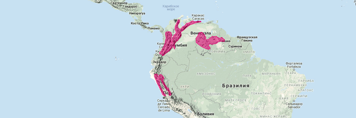 Широкозубый длиннонос (Anoura latidens) Ареал обитания на карте