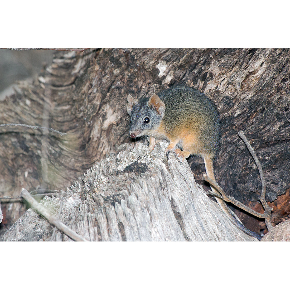 Желтоногая сумчатая мышь (Antechinus flavipes) Фото №2