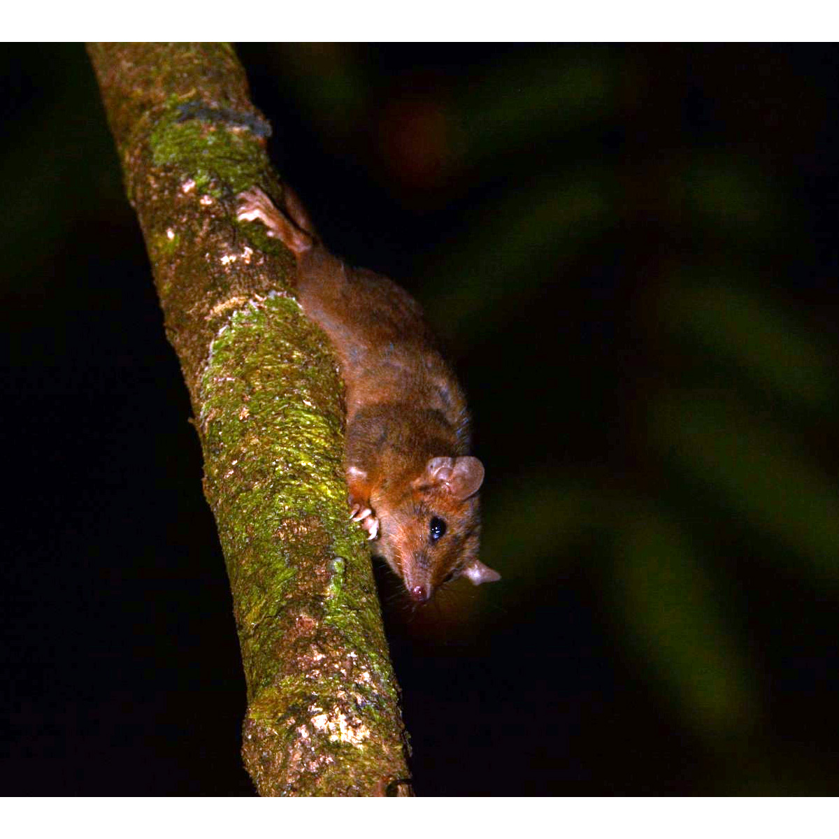 Коричневая сумчатая мышь (Antechinus leo) Фото №4