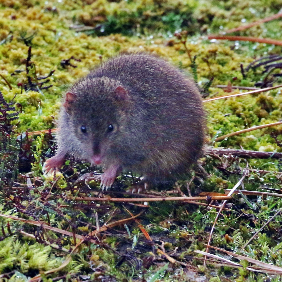 Малая сумчатая мышь (Antechinus minimus) Фото №6
