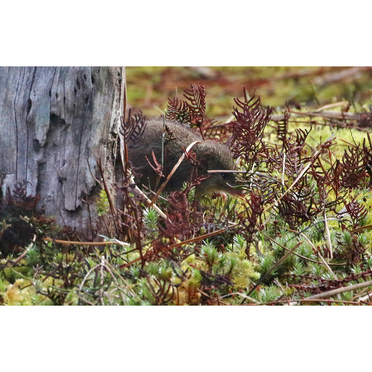 Малая сумчатая мышь (Antechinus minimus) Фото №8