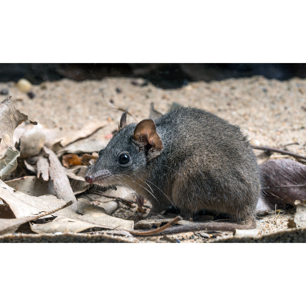 Мышь отряд. Австралийская сумчатая крыса. Широконогая сумчатая мышь. Сумчатая мышь Кимберли. Широконогие сумчатые мыши.