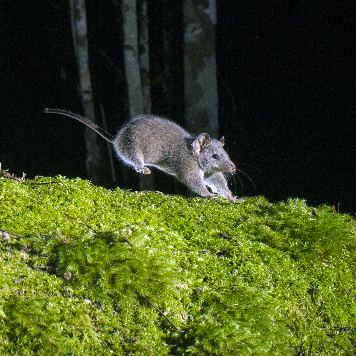 Бурая сумчатая мышь (Antechinus stuartii) Фото №5