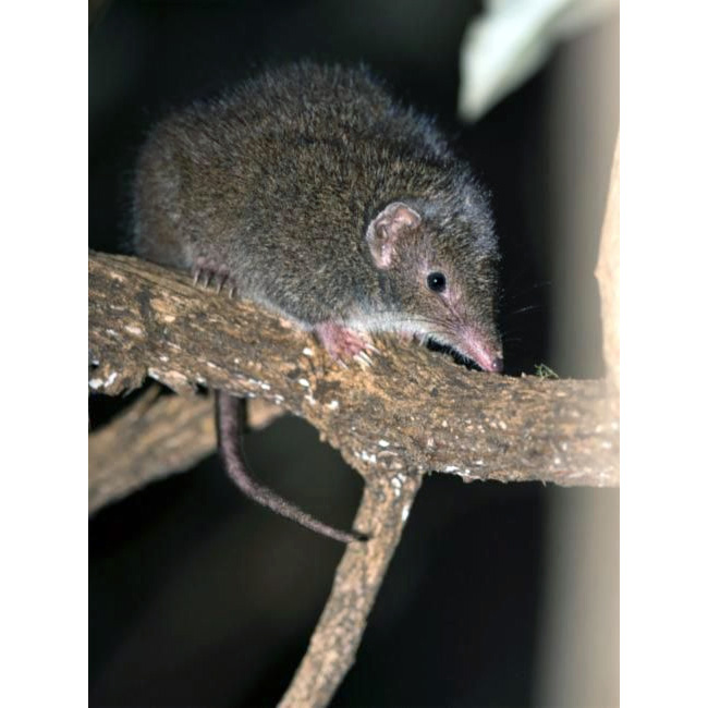 Сумчатая мышь Свенсона (Antechinus swainsonii) Фото №3