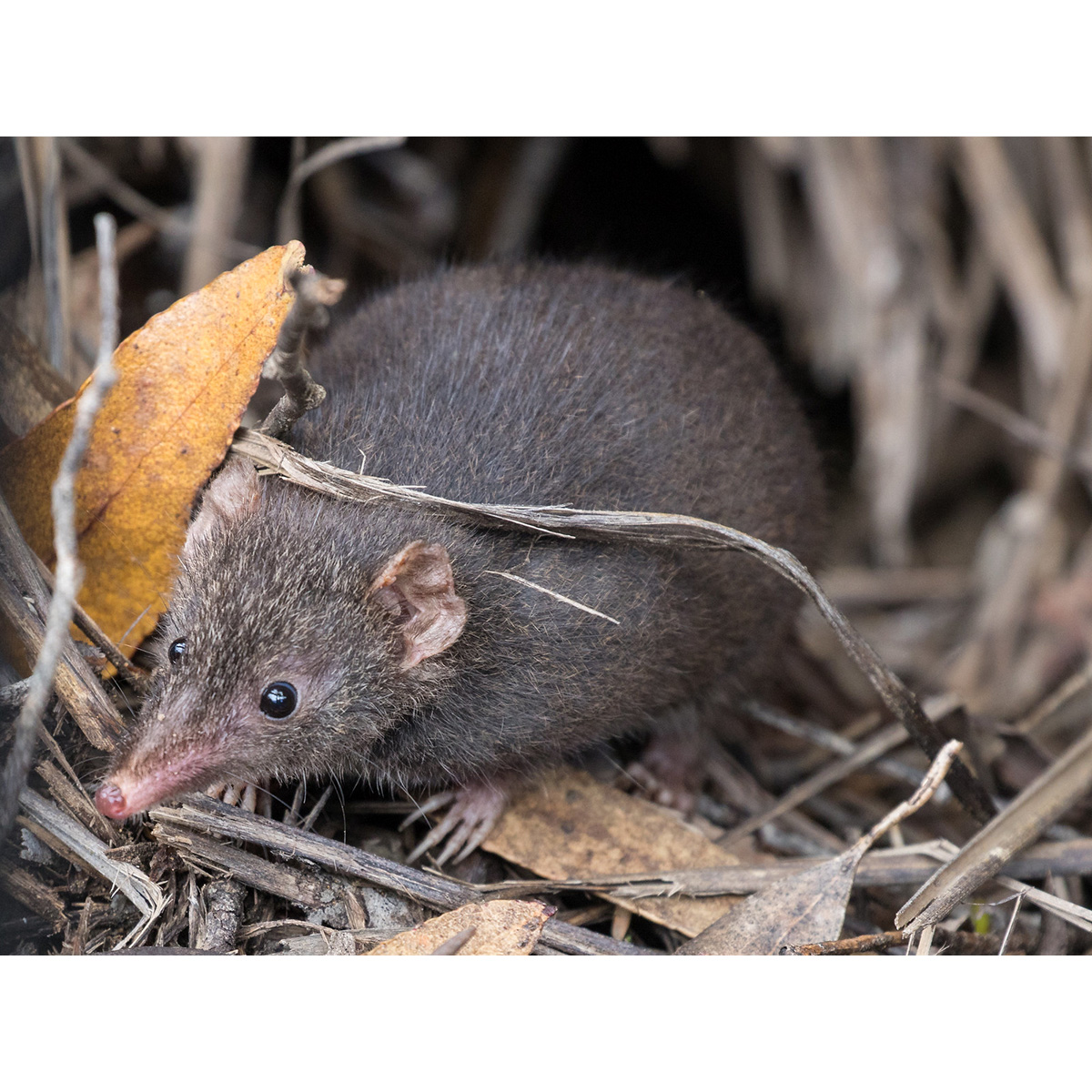 Сумчатая мышь Свенсона (Antechinus swainsonii) Фото №4