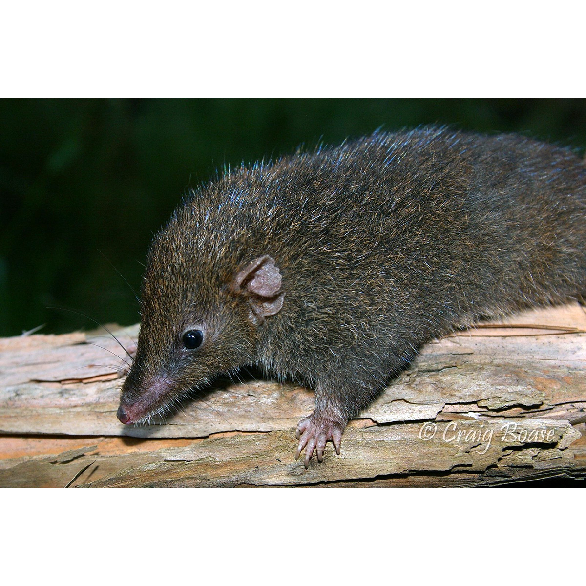 Сумчатая мышь Свенсона (Antechinus swainsonii) Фото №9